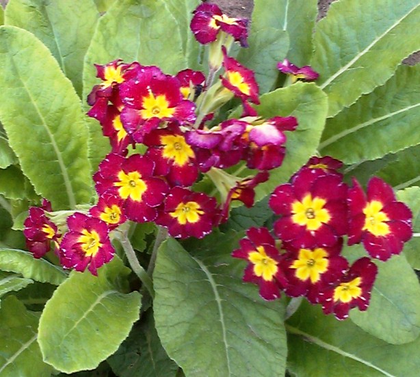 Примула гибридная Дон Киифи/Primula Don Keefe Р1.5