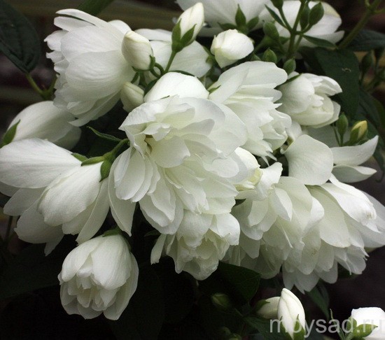 Чубушник венечный Сноубель/Philadelphus coronarius Snowbelle 50-60 C3,6