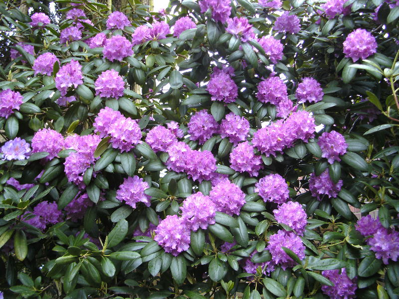 Рододендрон листопадный Мандарин Лайт/Rhododendron prinophyllum Mandarin Lights 30-40 С3