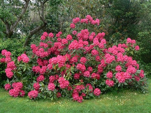Рододендрон катевбинский Нова Зембла/Rhododendron catawbiense Nova Zembla 25-30 C5