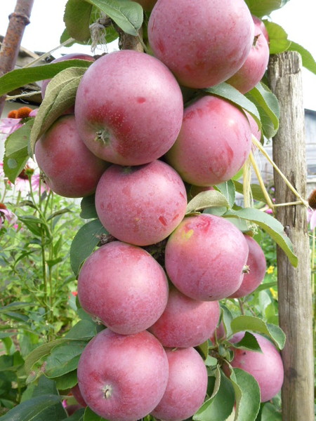 Яблоня колоновидная Малиновое ожерелье С3