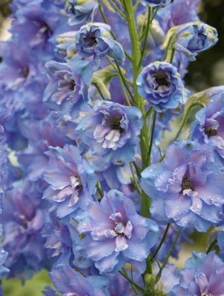 Дельфиниум высокий Блю Лейс/Delphinium elatum Blue Lace C6