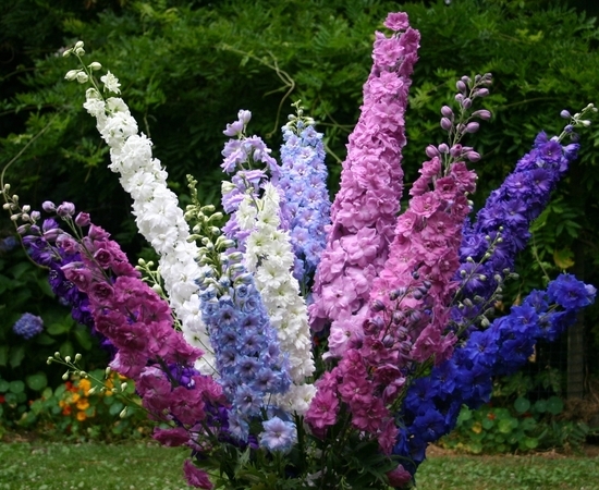 Дельфиниум микс (новозеландский гибрид)/Delphinium New Millennium mix C6