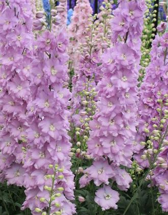 Дельфиниум высокий Пинк Блаш/Delphinium elatum Pink Blush C6