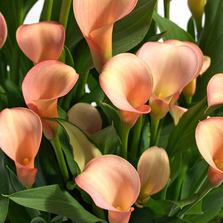 Калла Корал Пашшн/Calla  Koral Passion Р2