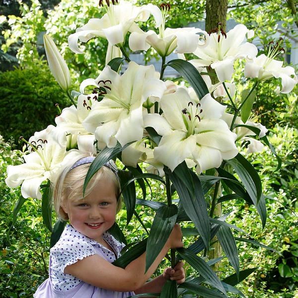 Лилия Батавус/Lilium BATAVUS Р2