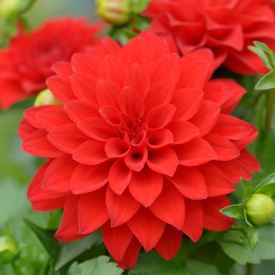 Георгина Гэллери Ривьера/Dahlia Gallery Rivera Р2