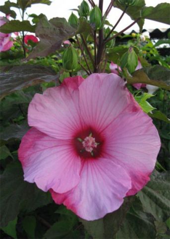 Гибискус гибридный Смолл Уандерс/Hibiscus hybridus Small Wonders Р2