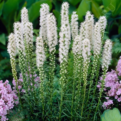 Лиатрис колосковый Альба/Liatris spicata Alba Р1,5