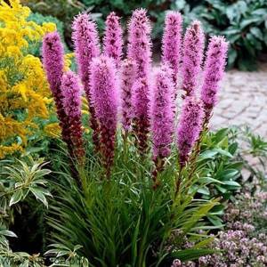 Лиатрис колосковый Спиката/Liatris spicata Spicata Р2