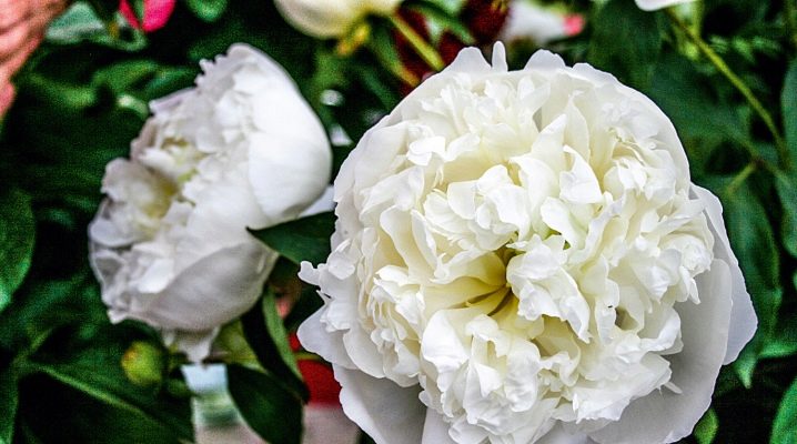 Пион молочноцветковый Белый/Paeonia lactiflora White Р2