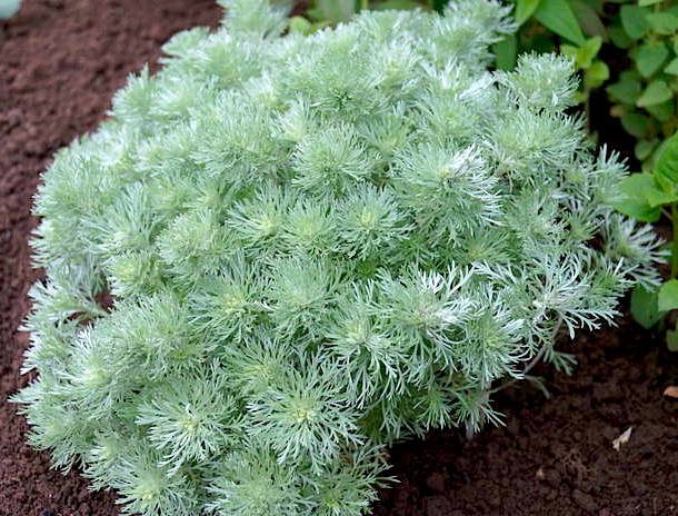 Полынь Шмидта Нана/Artemisia schmidtiana Nana Р1,5