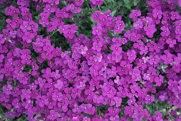 Аубриета Каскад Пурп/Aubrieta Cascade purple Р1,5