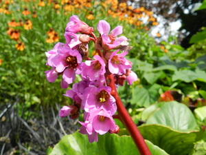 Бадан сердцелистный Пурпуреа/Bergenia cordifolia Purpurea Р1,5