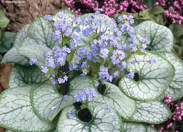 Бруннера крупнолистная Джек Фрост/Brunnera macrophylla Jack Frost Р1,5