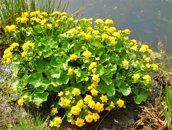 Калужница болотная/Caltha palustris Р1,5