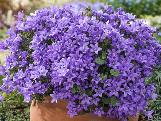 Колокольчик Портеншлага/Campanula portenschlagiana Р1,5