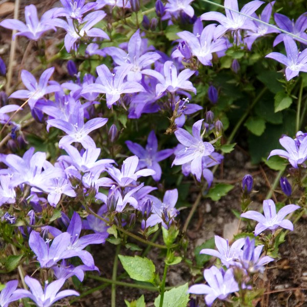 Колокольчик Пожарского/Campanula poscharskyana Р1,5