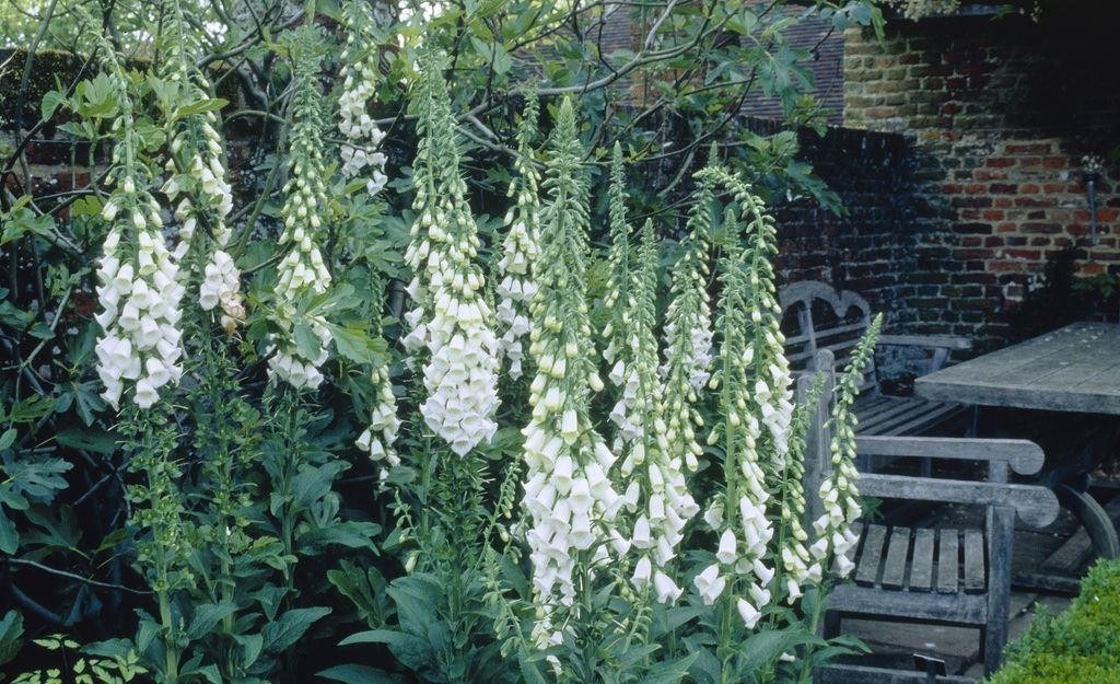 Наперстянка пурпурная Альба/Digitalis purpurea Alba Р1,5