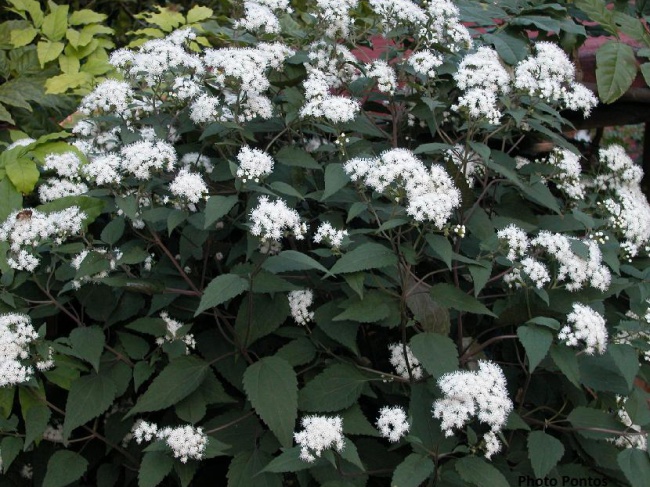 Посконник морщинистый Шоколад/Eupatorium rugosum Chocolate Р1,5