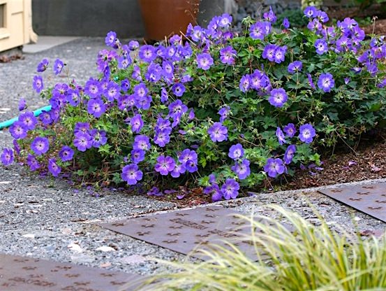 Герань гибридная Розанна/Geranium hybrida Rozanne Р1,5