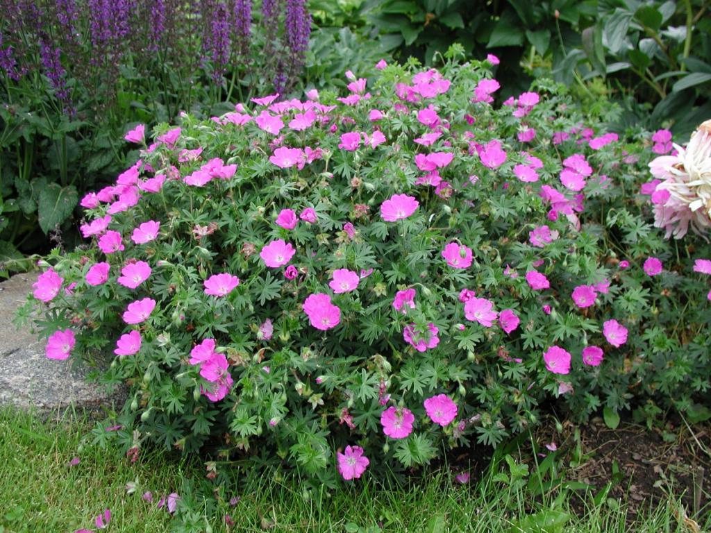 Герань кроваво-красная Макс Фрай/Geranium sanguineum Max Frei Р1,5