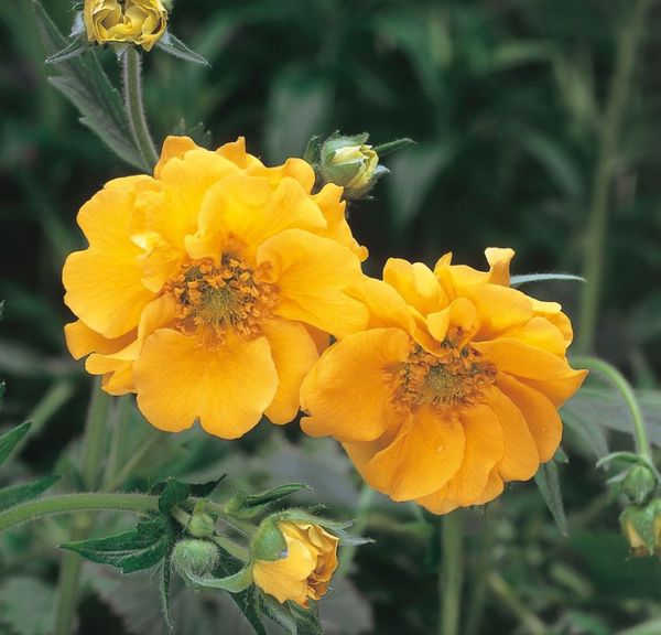 Гравилат чилийский Леди Стратеден/Geum chiloense Lady Stratheden Р1,5