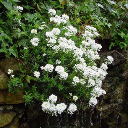 Иберис вечнозелёный Вайсер Цверг/Iberis sempervirens Weisser Zwerg Р1,5