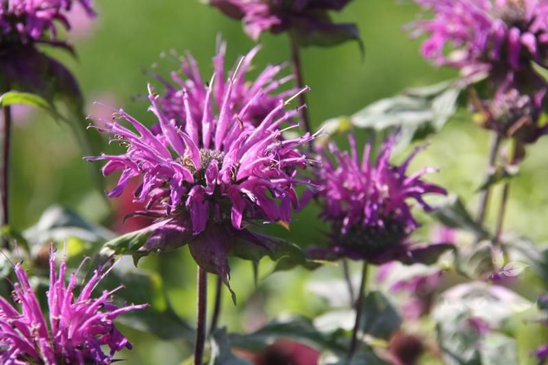 Монарда гибридная Прэринахт/Monarda hybrida Prarienacht Р1,5
