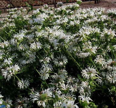 Монарда гибридная Сноу Квин/Monarda hybrida Snow Queen Р1,5