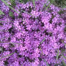 Флокс шиловидный Атропурпуреа/Phlox subulata Atropurpurea Р1,5