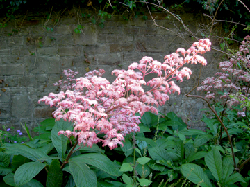 Роджерсия перистая/Rodgersia pinnata Р1,5