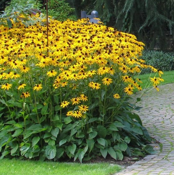 Рудбекия блестящая Голдштурм/Rudbeckia fulgida Goldsturm Р1,5
