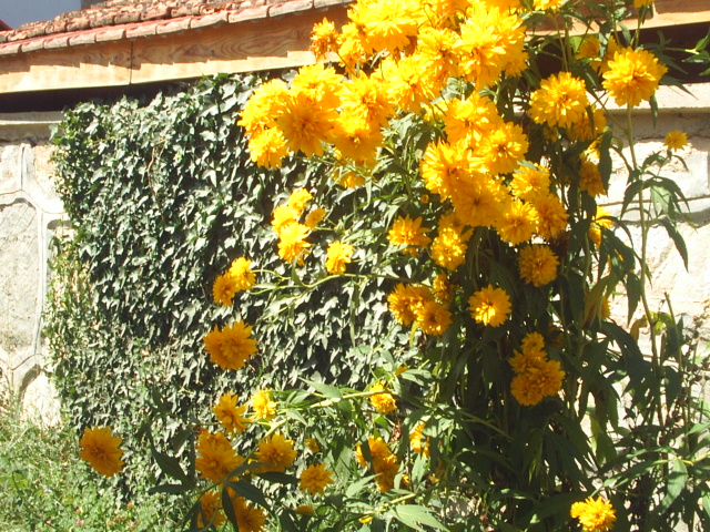 Рудбекия рассечённая Голдквелле/Rudbeckia laciniata Goldquelle Р1,5