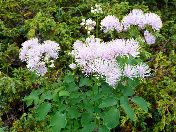 Василистник водосборолистный/Thalictrum aquilegifolium Р1,5