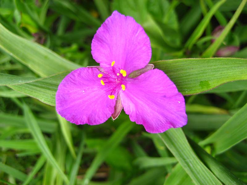 Традесканция виргинская Карминглут/Tradescantia virginiana Carminglut Р1,5