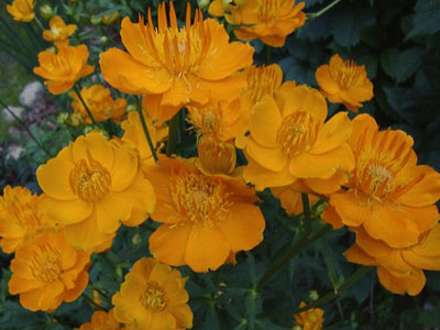 Купальница китайская Голден Куин/Trollius chinensis Golden Queen Р1,5
