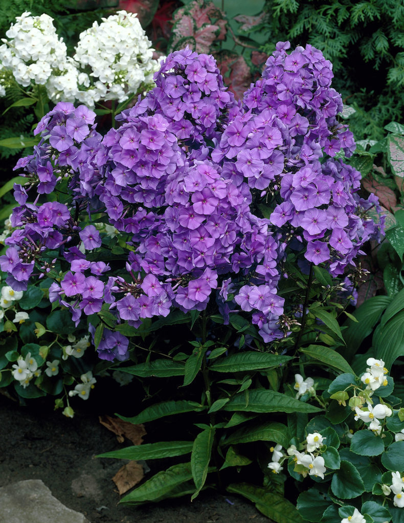 Флокс метельчатый Аметист/Phlox paniculata Amethyst Р1,5