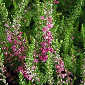 Вереск обыкновенный Тиб/Calluna vulgaris Tib