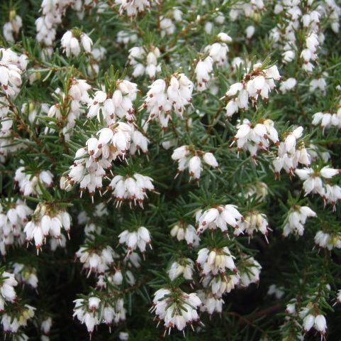 Эрика травяная Сноу Куин/Erica carnea Snow Qween