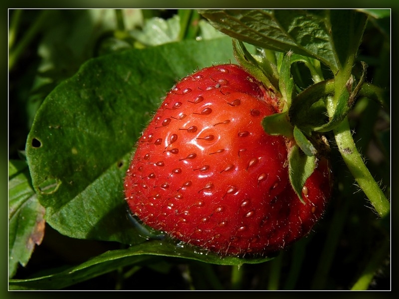 Земляника садовая Зенга Зенгана кас