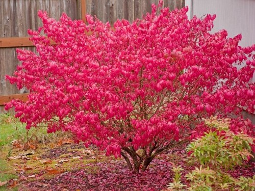 Бересклет европейский Ред Каскад/Euonymus europaeus Red Cascade 60-80 С5