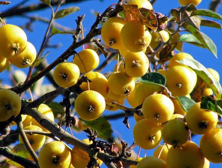 Яблоня колоновидная Китайка золотистая Р4