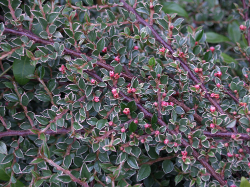 Кизильник горизонтальный/Cotoneaster horizontalis 30-40 С3