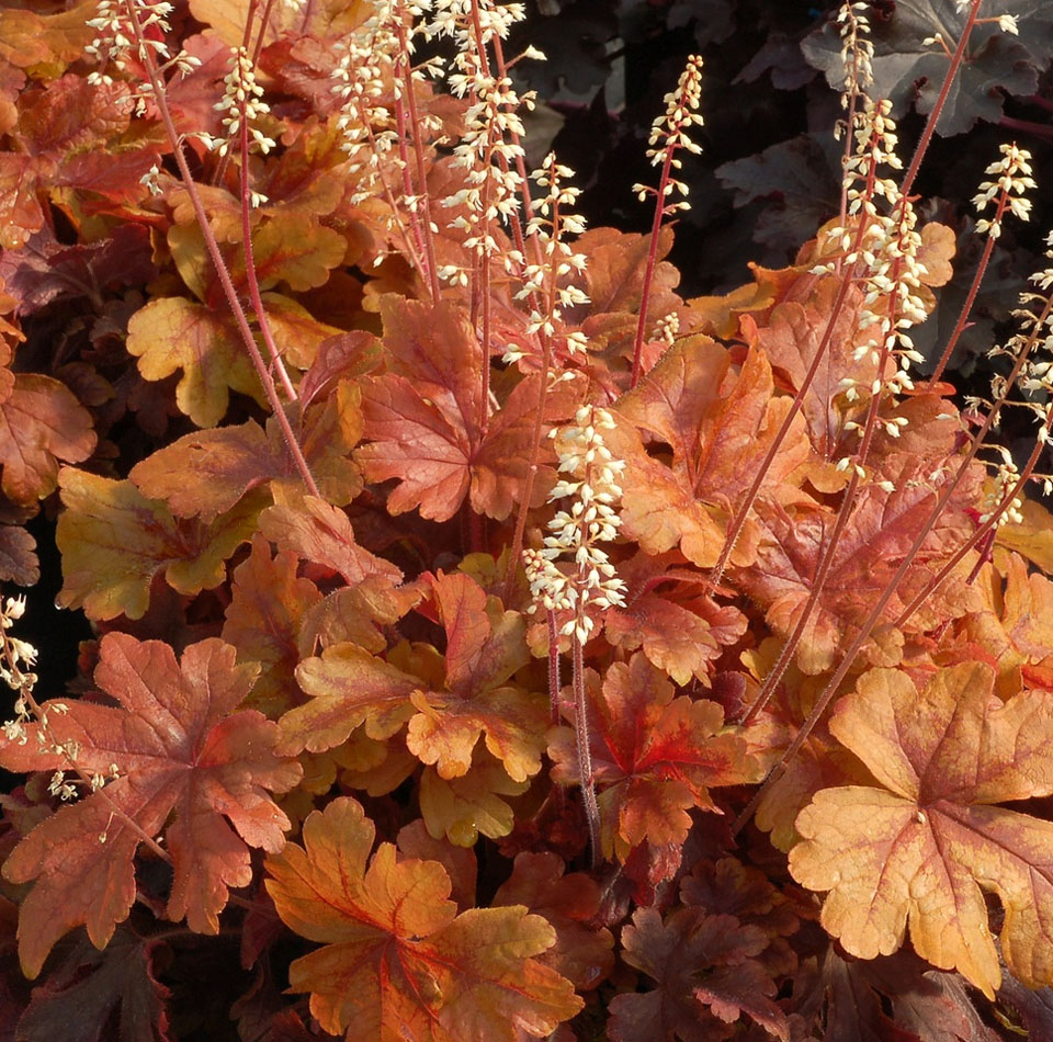 Гейхерелла Баттеред Рам/Heucherella Buttered Rum С0,8