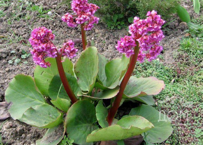 Бадан сердцелистный/Bergenia cordifolia Р1,5 (ост.)