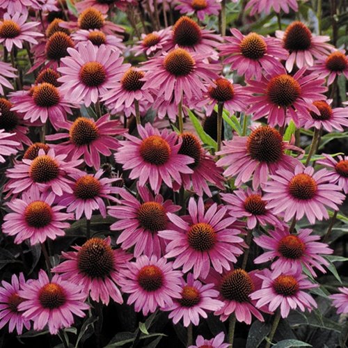 Эхинацея пурпурная Магнус/Echinacea purpurea Magnus Р9