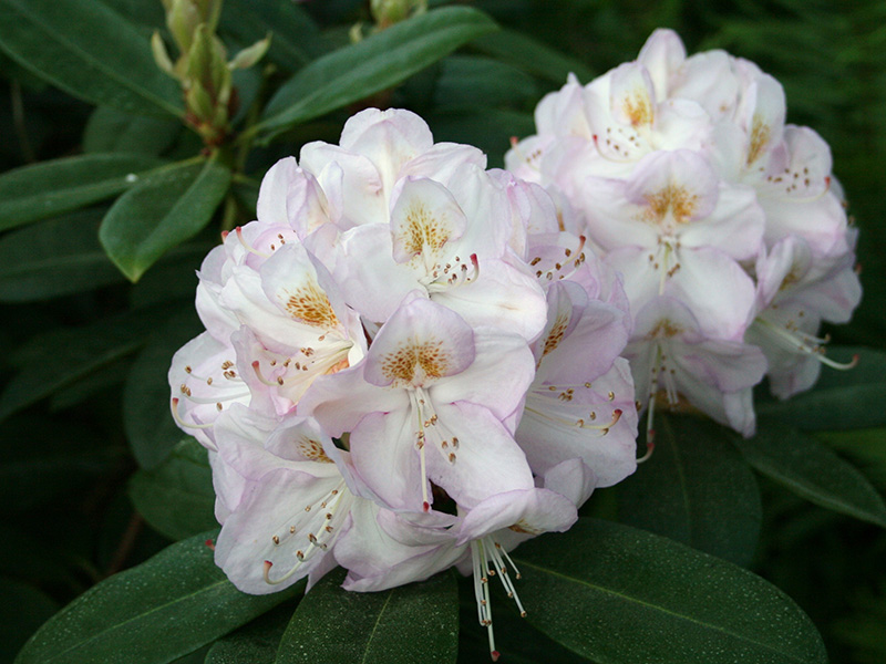 Рододендрон катевбинский Гомер Ватерер/Rhododendron catawbiense Gomer Waterer 25-30 С5