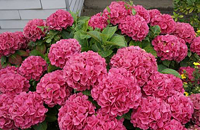 Гортензия крупнолистная Блаумайс/Hydrangea macrophylla Blaumeise 30-40 С7,5