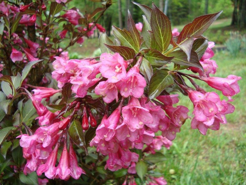 Вейгела цветущая Нана Пурпуреа/Weigela florida Nana Purpurea 60-80  С20